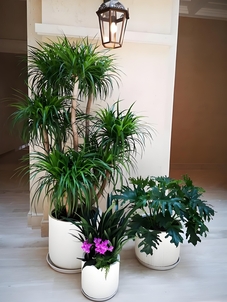 宁波杭州湾植物租摆方案，塑造专属绿色景致